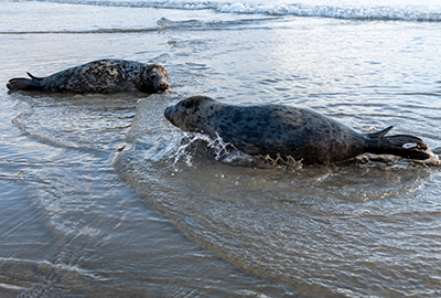 Seal Release