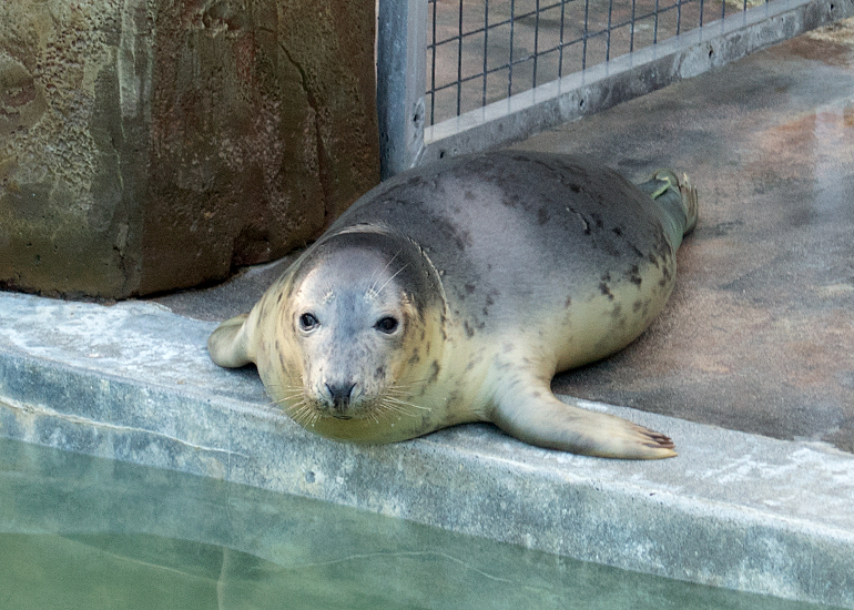 Care Bear, rescued seal pup