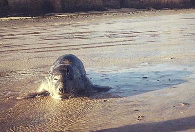 Pup on the beach - Photo Credit - Maxine Moustrides