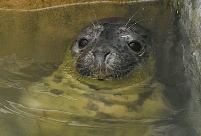 Carrie Fisher - Photo credit - George Tyrone Deacon - BDMLR
