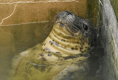 Carrie Fisher - Photo credit - George Tyrone Deacon - BDMLR