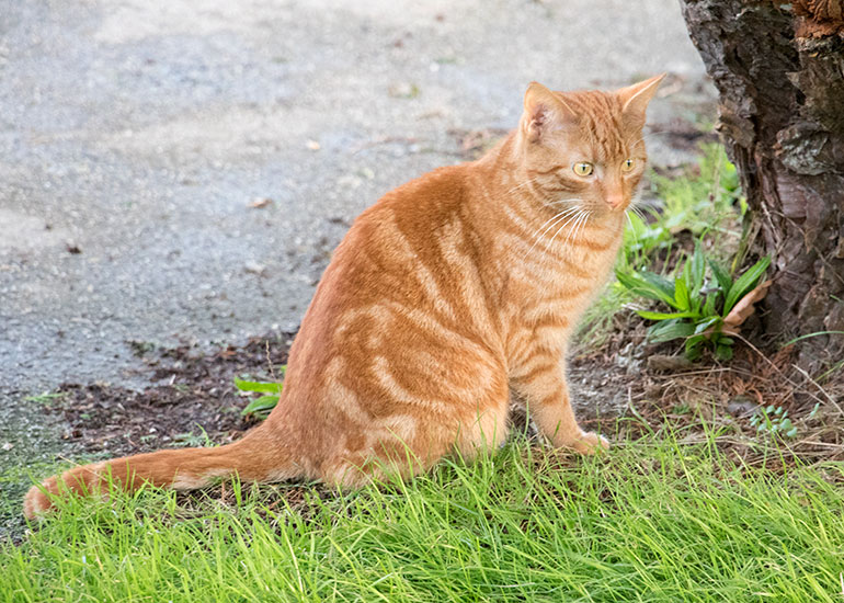 Resident Cat