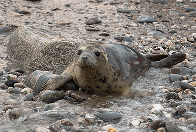Seal Release - 31st December 2019
