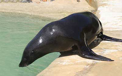 Chaff, resident Fur Seal