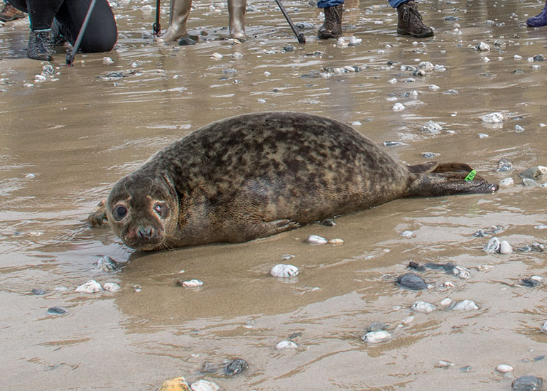 Seal Release - 26th March 2018
