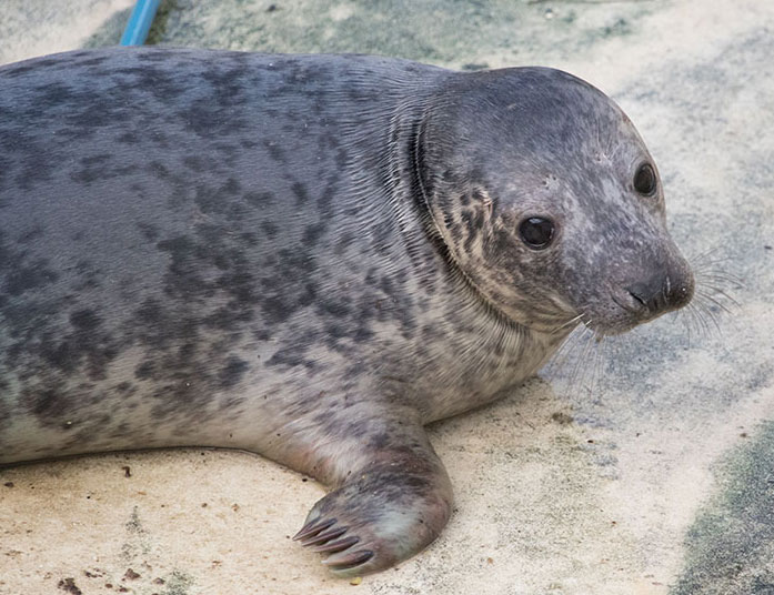 Checkers, a rescued grey seal pup from the 2015/16 season