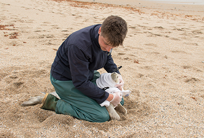 Pup being checked by staff at the Cornish Seal Sanctuary