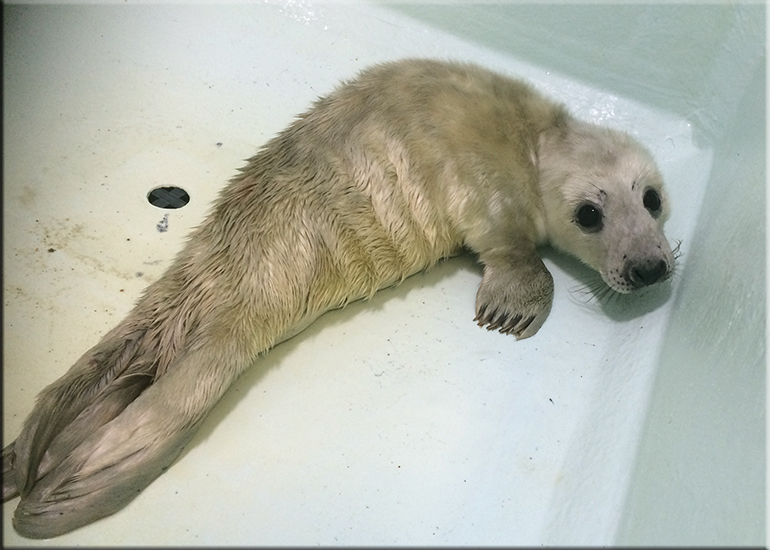 Chewy - photo taken on 28th November 2016