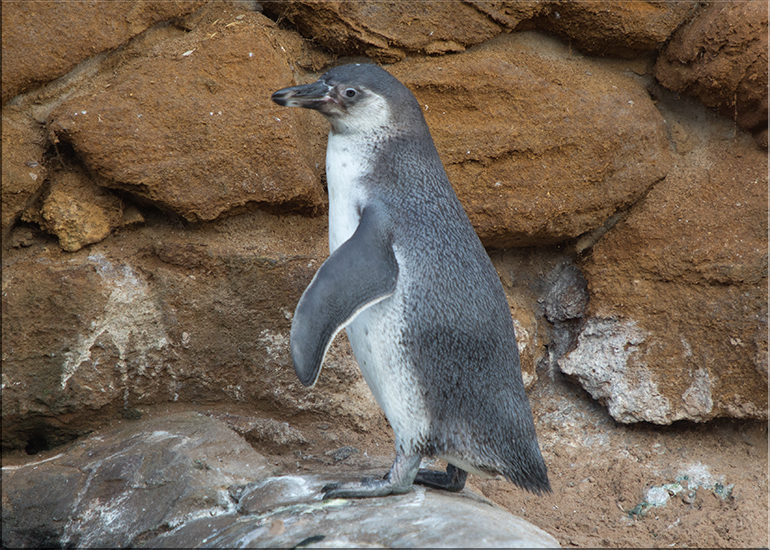 Penguin Chick - photo taken on 26th August 2017
