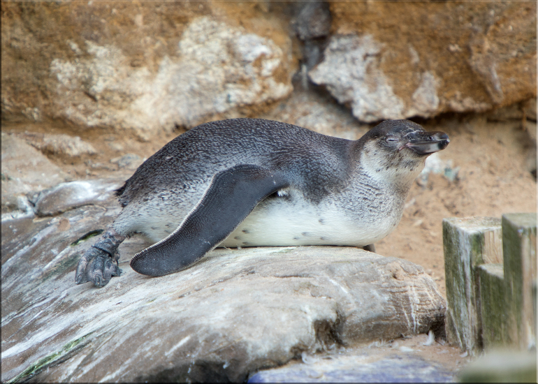 Penguin Chick - photo taken on 26th August 2017