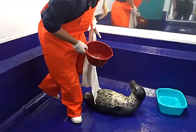 Chicken Nugget's rehabilitation journey - 2020