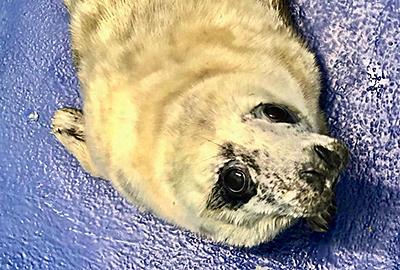 Chicken Nugget - Photo credit - Animal Care Team