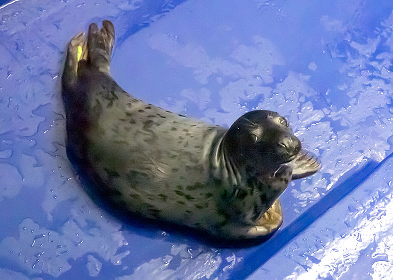 Chicken Nugget, rescued seal pup