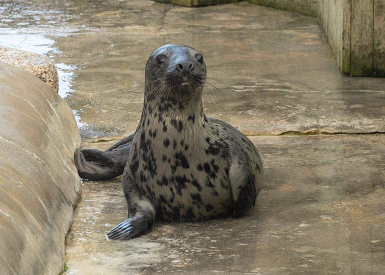 Chicken Nugget, rescued seal pup
