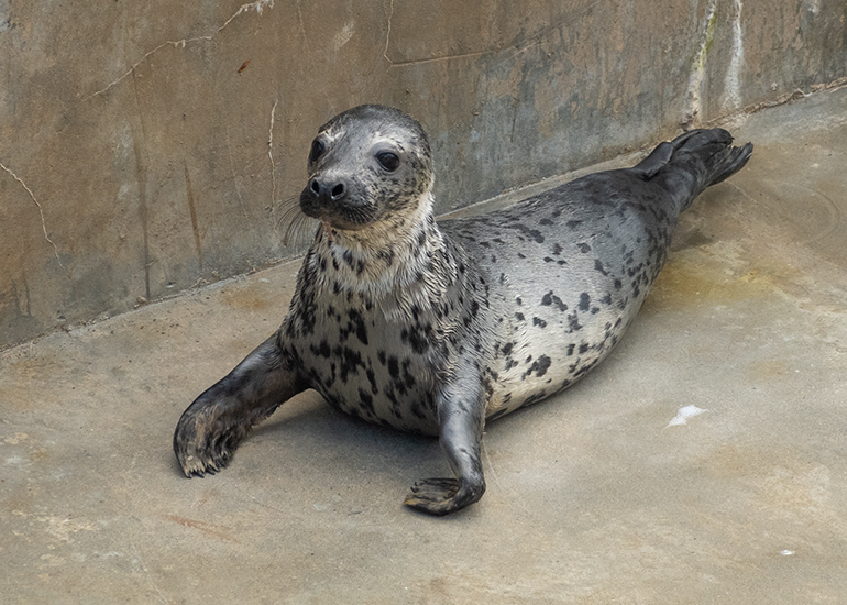 Chicken Nugget, rescued seal pup