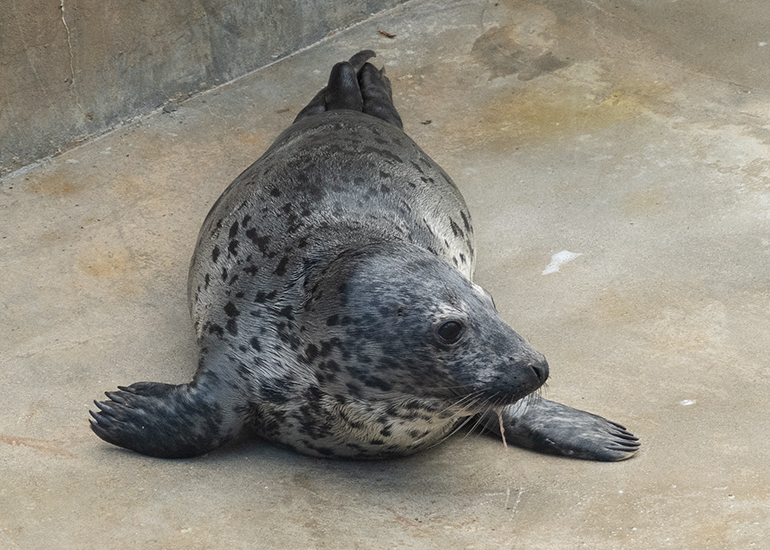 Chicken Nugget, rescued seal pup