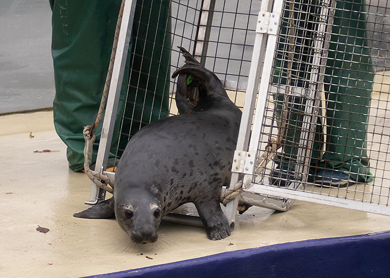 Chicken Nugget, rescued seal pup