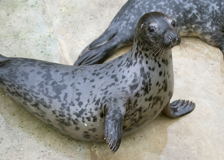 Chicken Nugget, rescued seal pup