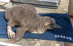 Penguin Chick at Hunstanton SEA LIFE - photo taken on 28th May 2017