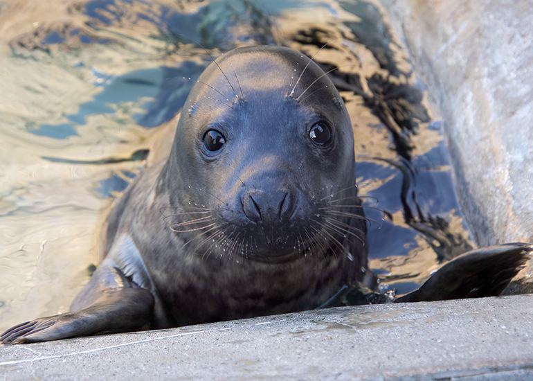 CORNISH SEAL SANCTUARY - PHOTO GALLERY - Chive