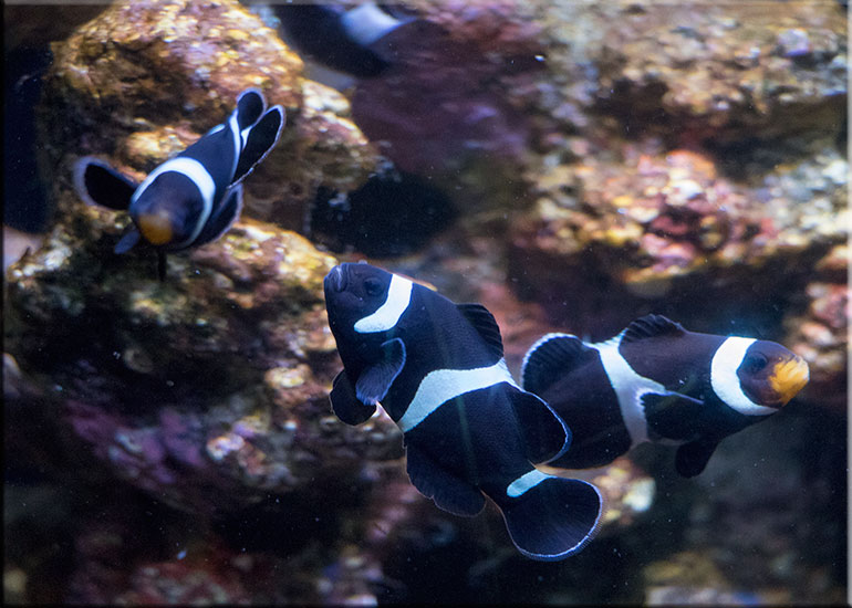Clownfish