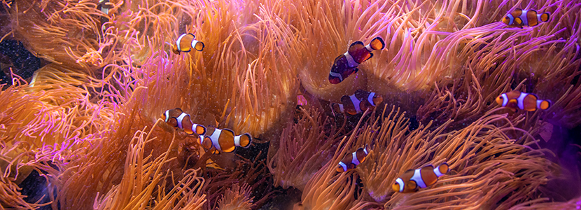 Clownfish