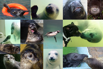 Collage of some of the Visitors photos