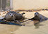 Common Seals