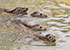 Common Seals
