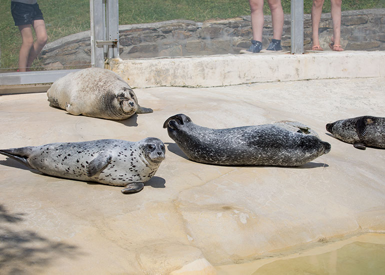Common Seal
