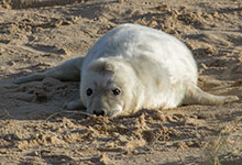 Find a Seal in the Wild