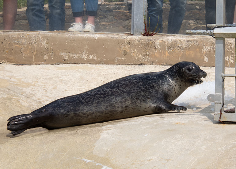 Common Seals