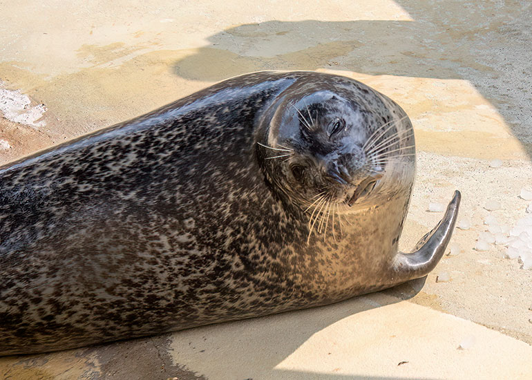 Common Seals