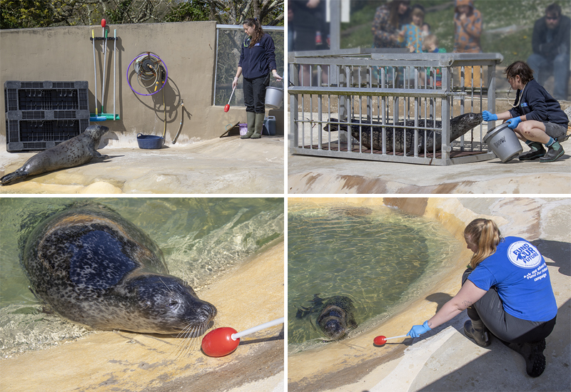 Common Seals