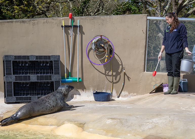 Resident Common Seals