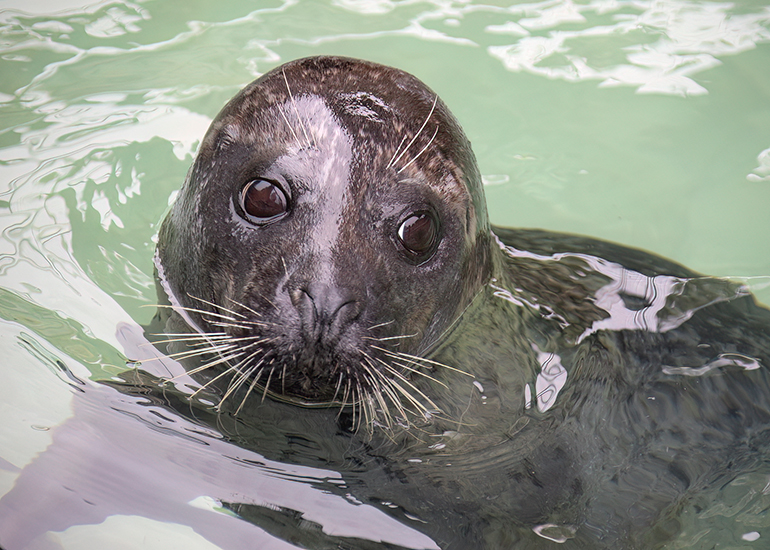 Buddy - Common Seal
