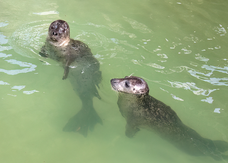 Common Seals
