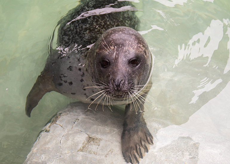 Common Seals