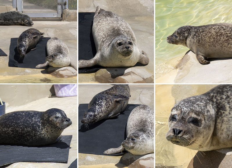 Common Seals