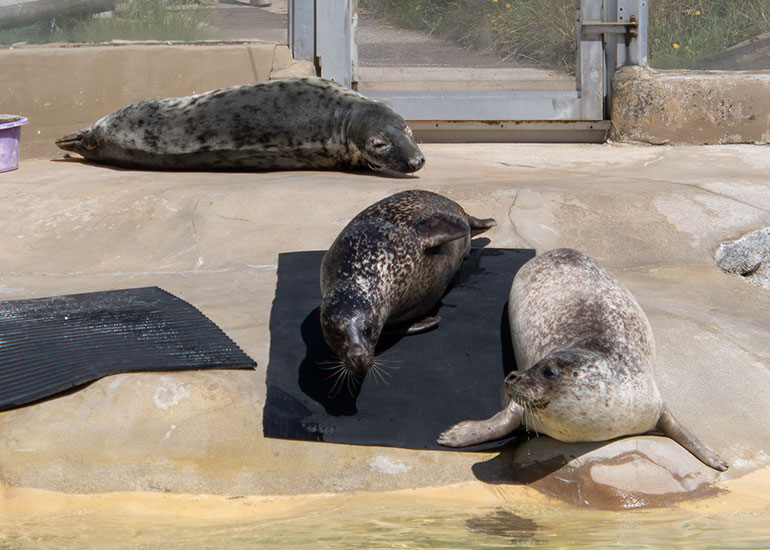 Common Seals