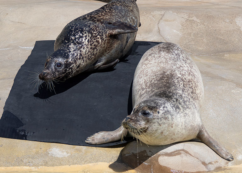 Common Seals