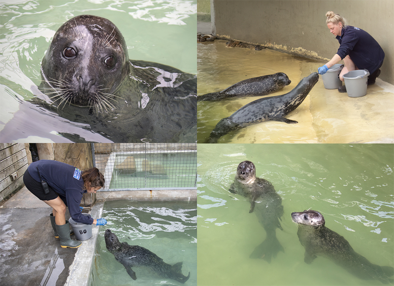 Common Seals