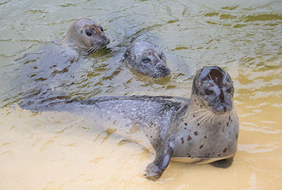 Babyface, Bo and Buddy