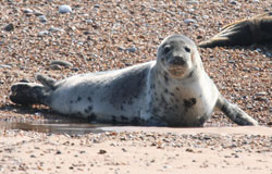 Common Seals