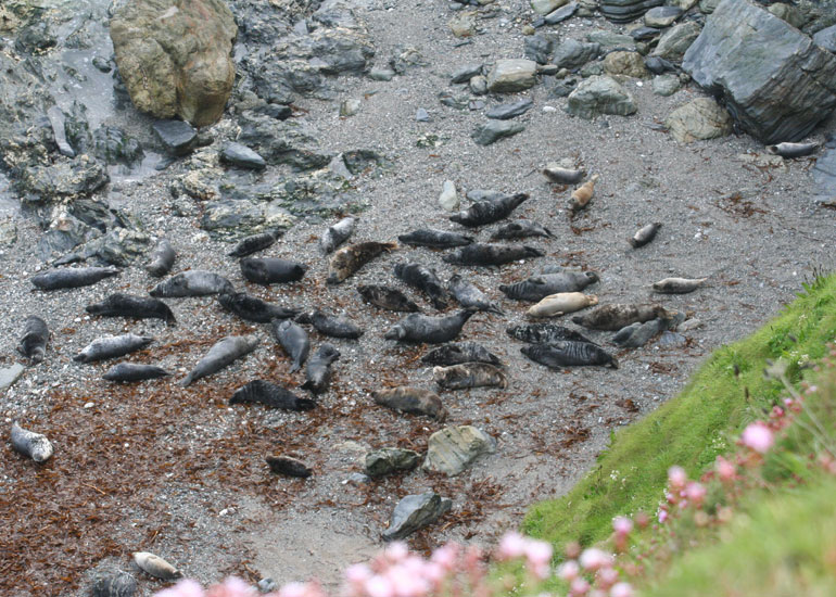 How many seals can you count?