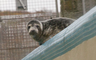 One of the pups in the convalescent pool