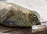 Resident Grey Seals resting at the end of a busy day - Summer 2016