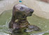 Resident Grey Seals in the Convalescent Pool - Summer 2016