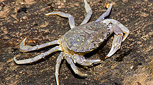 blue shore crab