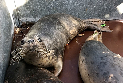 Seal Release - 30th April 2021